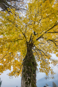 Deutschland, Bayern, Garmisch-Partenkirchen, Ahornbaum im Herbst Deutschland, Bayern, Garmisch-Partenkirchen, Ahornbaum im Herbst